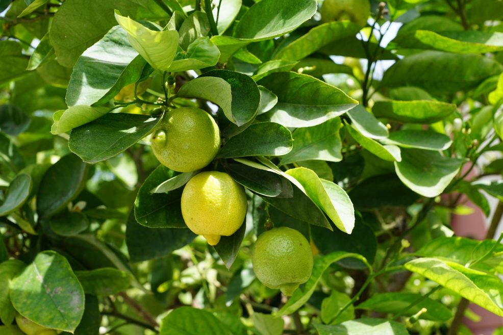 Zitronenbaum Fruchtsatz schwarz