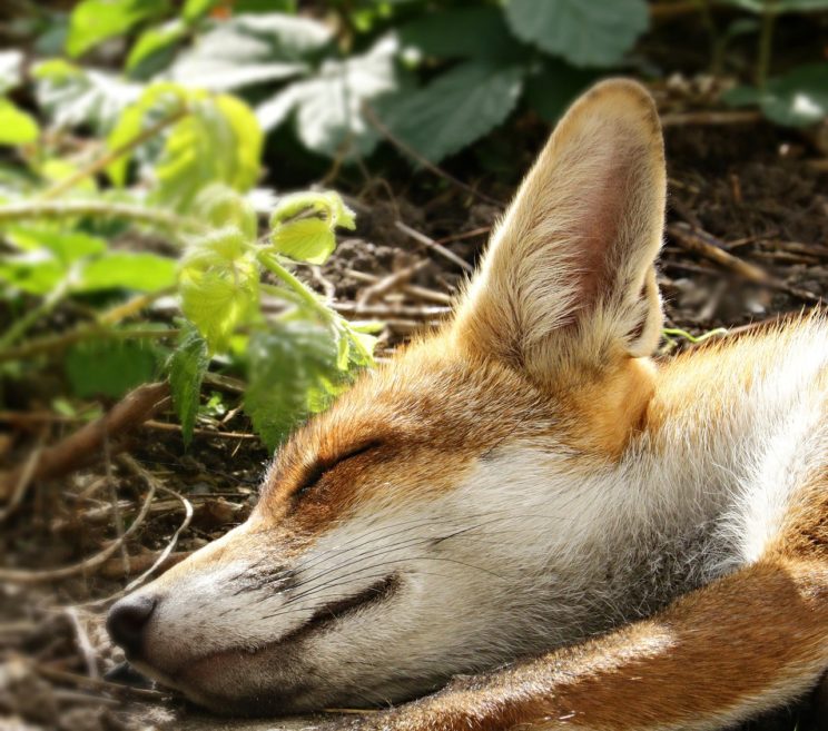 fuchs-vergraemen-im-garten